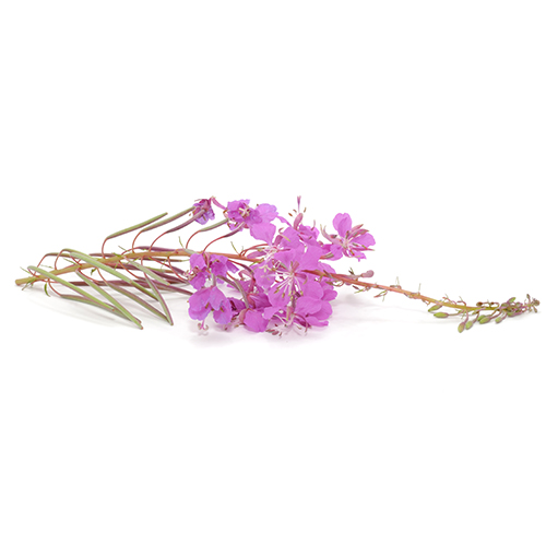 Canadian Willowherb Extract