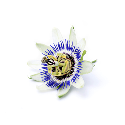 Passion Flower Seed Oil