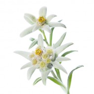 Edelweiss Flower Extract