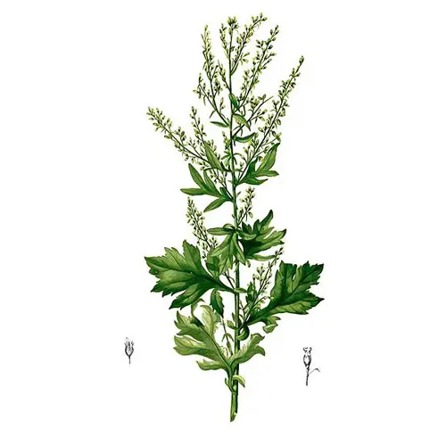 Mugwort