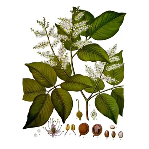 Balsam Copaiba