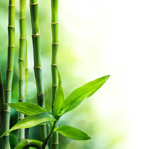 Bamboo