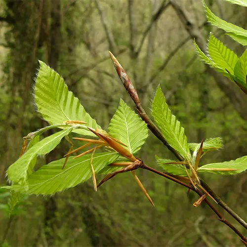 Beech Bud Extract