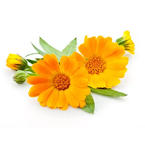Calendula Oil