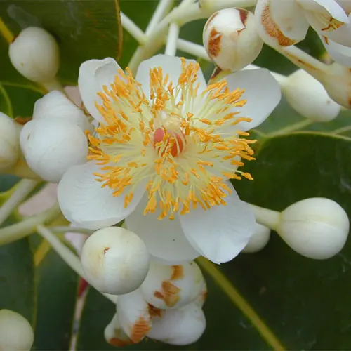 Tamanu Oil
