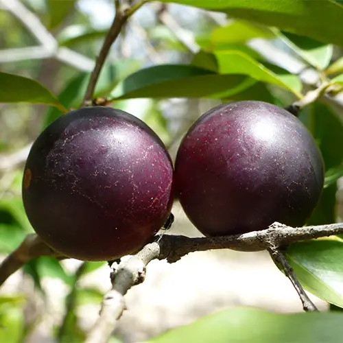 Camu Camu