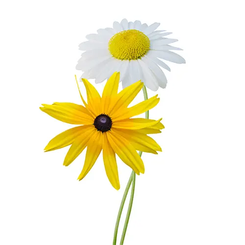 Chamomile