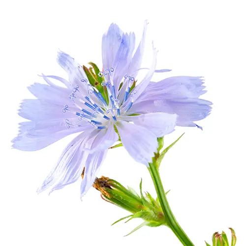 Chicory Root Extract