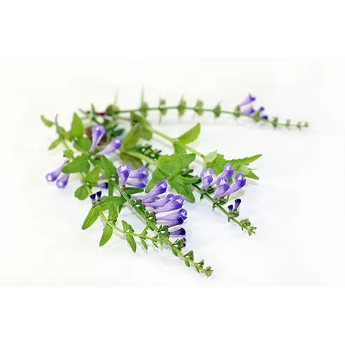 Chinese Skullcap Root Extract