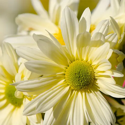 Daisy Flower Extract