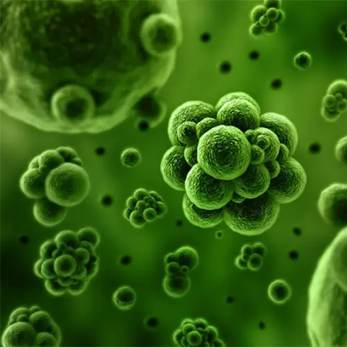 Green Microalgae Extract