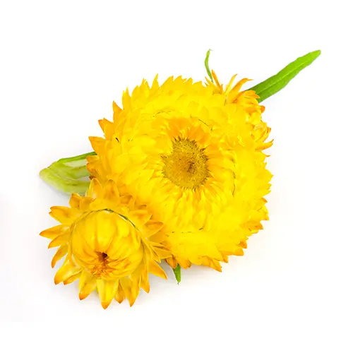 Helichrysum