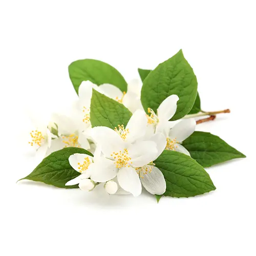 Jasmine Flower Extract