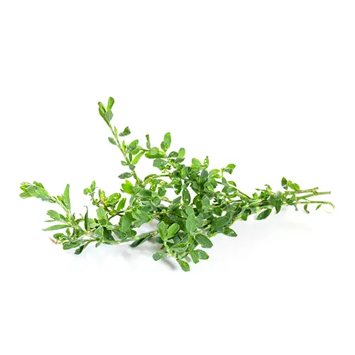 Knotweed Extract