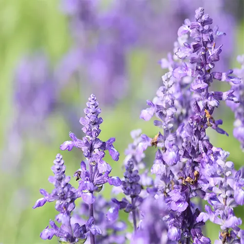 Sage Leaf Extract