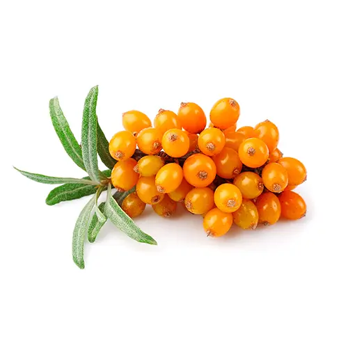 Sea Buckthorn Oil