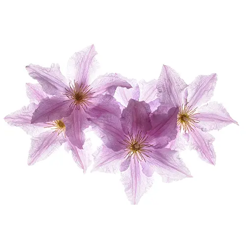 Summer Lilac