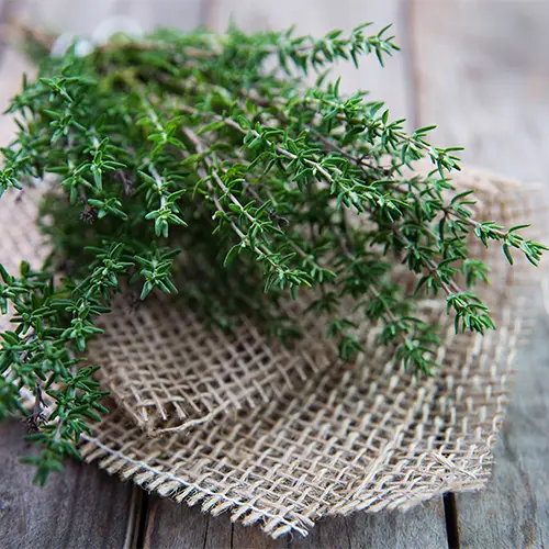 Thyme Leaf Extract