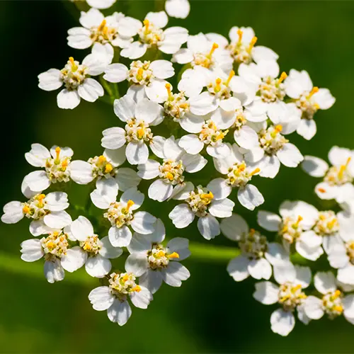 Yarrow
