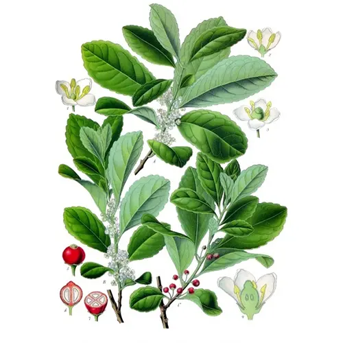 Yerba Mate Leaf Extract